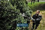 Przystawka nożyce do żywopłotu na wysięgniku DeWalt DCMASPH6N-XJ Split Boom do narzędzia wielofunkc. DCMAS5713 3