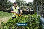 Nożyce do żywopłotu DeWalt DCM563PB-XJ 55cm 18V XR bez akumulatora i ładowarki 2
