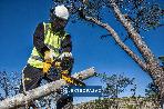 Pilarka łańcuchowa DeWalt DCM565P1-QW prow. 30cm 18V XR 1x5,0Ah Li-Ion Nowość 4